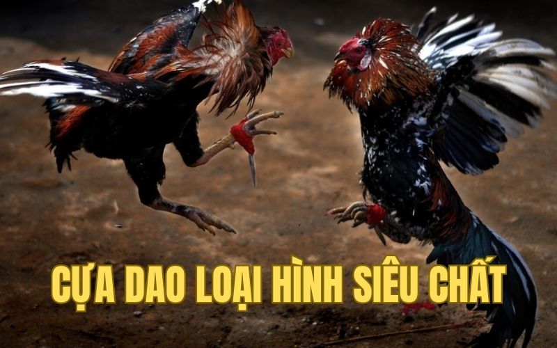 Cựa dao loại hình siêu chất nhất định phải thử